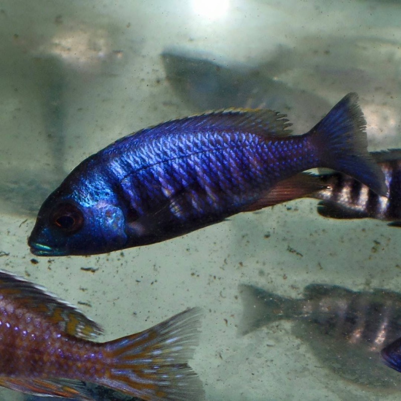 Placidochromis electra 'Fort Maguire'